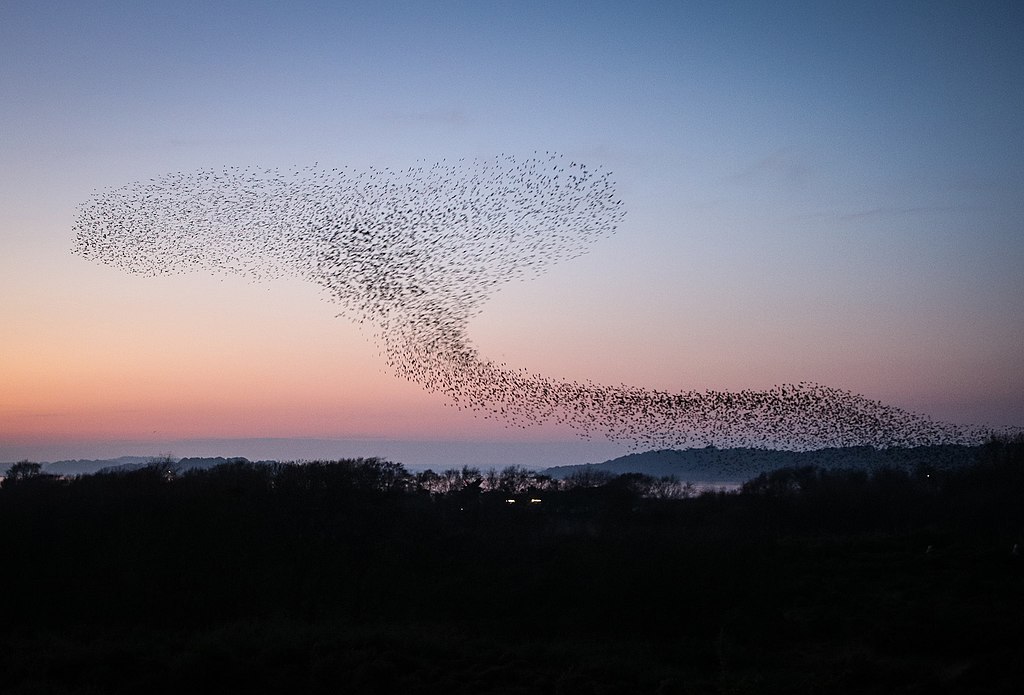 Figure 1: A murmuration of starlings. Dorset, UK. Credit Tanya Hart, “Studland Starlings”, 2017, CC BY-SA 3.0
